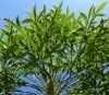 Cabbage Tree, Common Cabbage Tree, Gewone Kiepersol , umSenge, Motshetshe - Cussonia spicata