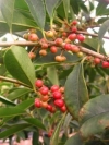 Cape Holly, Waterboom, monamane, iPhuphuma,  umDuma, phukgile, mutanzwa-khamelo - Ilex mitis