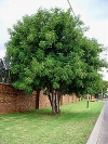 Carob Tree - Ceratonia siliqua
