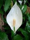 Peace Lily, White Sails, Spathe Flower – Spathiphyllum wallisii
