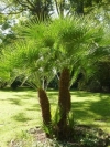 Mediterranean or European Fan Palm - Chamaerops humilis