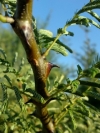 Monkey-thorn, Apiesdoring, Tshikwalo, Molopa - Senegalia galpinii