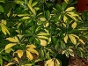 Queensland Umbrella Tree - Schefflera arboricola &#039;Variegata&#039;