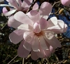 Magnolia, Star Magnolia - Magnolia stellata