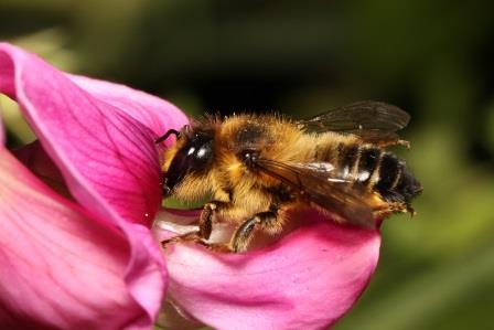 Pollinator Plants Image by OrsonCarte from Pixabay