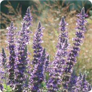 'Mystic Spires' Blue Salvia. Picture courtesy Ball Horticultural Company