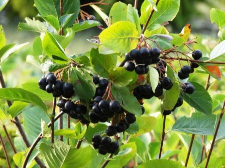 Aronia Berries Image by januszwietecha from Pixabay