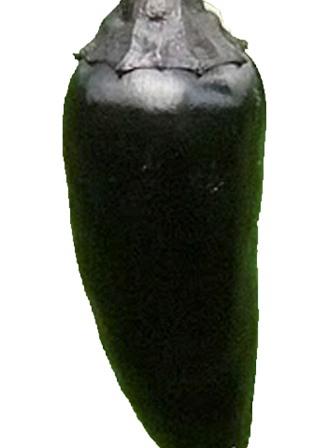 Capsicum Hot Pepper 'Black Hungarian' Picture courtesy Ball Straathof