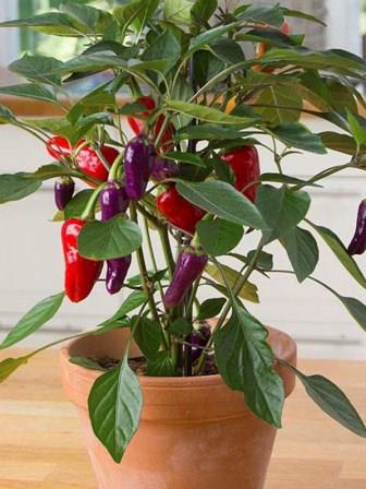 Capsicum Pot Peppers 'Cosmo' Picture courtesy Ball Straathof