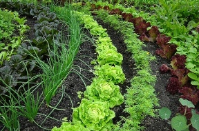 Books, How To Start A Vegetable Garden In South Africa