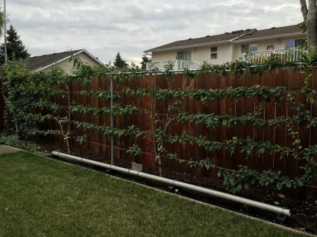 Fruit Espalier. Picture courtesy Gail Langellotto - see her flickr page
