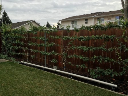Fruit Espalier. Picture by Gail Langellotto from flickr