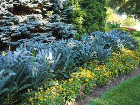 Kale 'Black Palm' Brassica oleracea 'Nero di Toscana' Michigan United States. Picture courtesy F D Richards From flickr