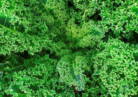 Kale 'Halbhoher Curly' Picture courtesy Terry Donovan from flickr