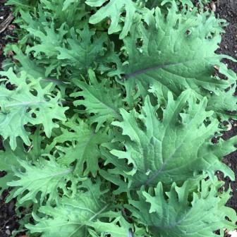 Kale  'Red Russian' Picture courtesy lostinbrooklyn from flickr