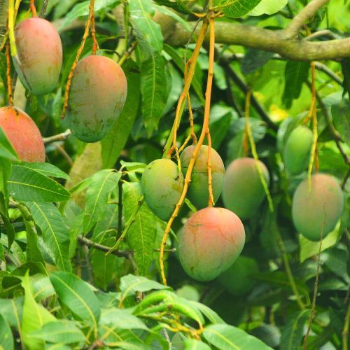 Mango Double Grafted 