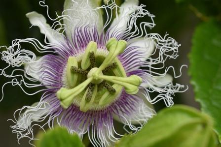 Passiflora flower Image by Kathryn Bowman (nee Selfe) from Pixabay