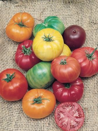 Tomato 'Heir Rainbow Blend' Picture courtesy Ball Straathof