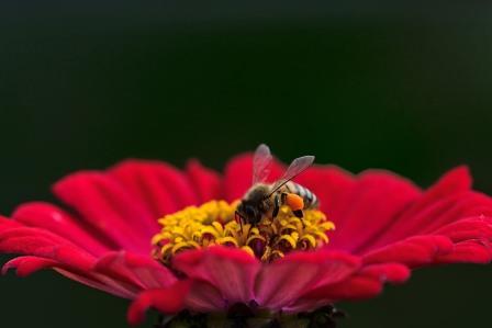Bee foraging. Image by Jürgen from Pixabay