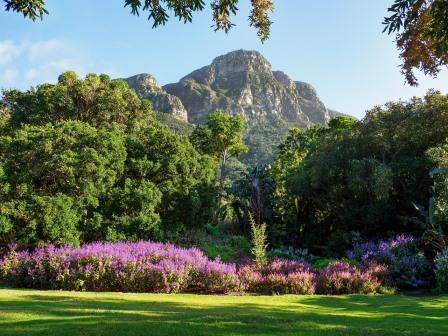 Bees love large swathes of the same plant. Image by Jean van der Meulen from Pixabay