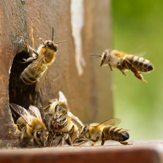 Bees need shelter. Image by thomas wilfert from Pixabay
