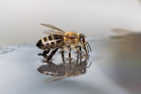 Bees need water. Image by xiSerge from Pixabay