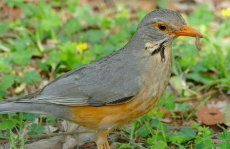 Olive Thrush Picture courtesy Bernard DUPONT from flickr