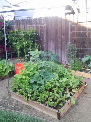 Square foot garden Picture courtesy Andy Walker from flickr