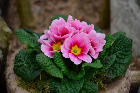 Common Primrose Image by congerdesign from Pixabay