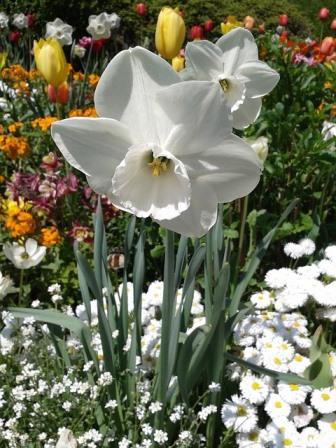 Daffodils grow well with other annuals