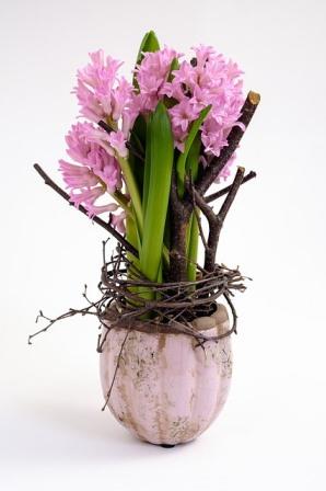 Potted Hyacinths Image by patrizzia from Pixabay