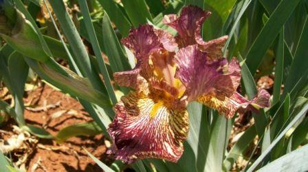 Iris Bearded 'Bewilderbeast'