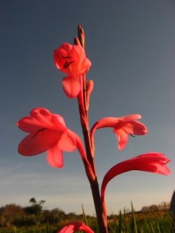 Watsonia borbonica 'Dark Pink'