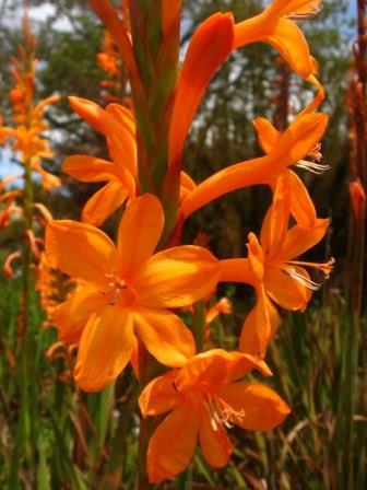 Watsonia pillansii