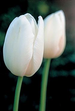Tulip White. Picture courtesy Hadeco