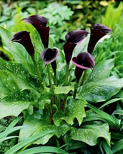 Zantedeschia 'Schwarzwald'