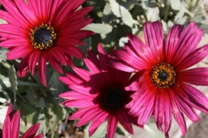 Arctotis acaulis 'Pink' Picture courtesy Green Acres Nursery California