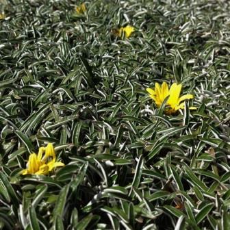 Dymondia margaretae. Picture courtesy Wild Flower Nursery