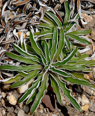 Dymondia margaretae. Picture courtesy James Gaither see his flickr page