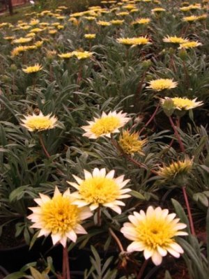 Gazania 'New Moon' 
