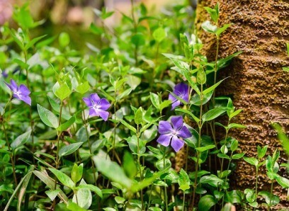 Vinca major Image by For commercial use, some photos need attention. from Pixabay