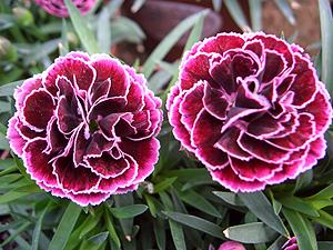 Dianthus 'Hobbit'