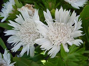 Stokesia laevis 'alba'