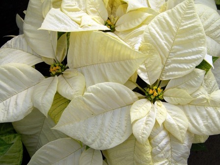Creamy_white Poinsettia. Image by PublicDomainPictures from Pixabay