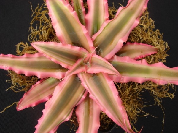 Cryptanthus bivittatus 'Pink Starlight' Picture courtesy Plant Fanatics