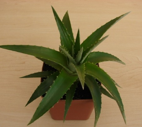 Dyckia ibiramensis Picture courtesy Plant Fanatics