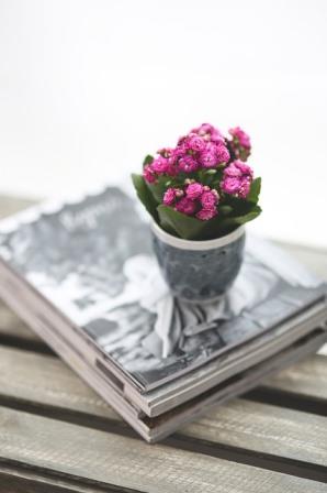 Kalanchoe blossfeldiana Image by Karolina Grabowska from Pixabay