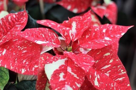 Red and White Poinsettia. Image by Michael Bubmann from Pixabay