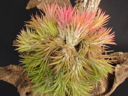 Tillandsia ionantha 'Rubra' Picture courtesy Plant Fanatics
