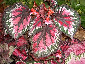 Begonia Rex Hybrid